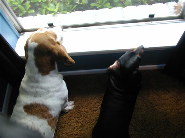 samsdogs.jpg